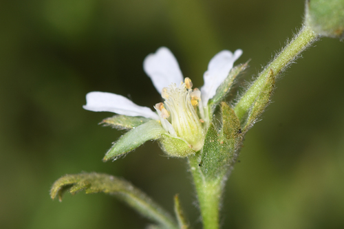 Horkelia yadonii