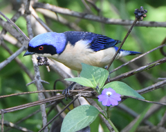Pipraeidea melanonota