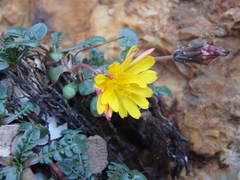 Taraxacum aphrogenes