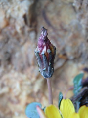 Taraxacum aphrogenes