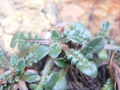Taraxacum aphrogenes
