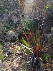 Watsonia marginata