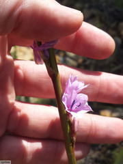 Watsonia marginata