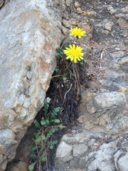 Taraxacum aphrogenes