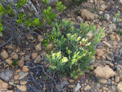 Leucadendron glaberrimum erubescens