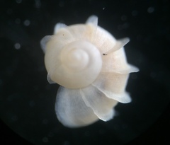 Phreatodrobia coronae