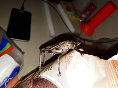 Ancistrocercus excelsior