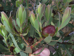 Leucadendron glaberrimum erubescens
