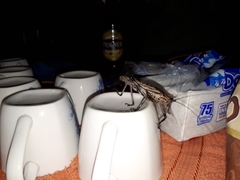 Ancistrocercus excelsior