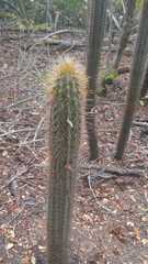 Pilosocereus