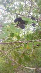 Microlobius foetidus