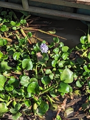 Eichhornia crassipes image