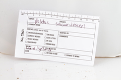 Boletus subcaerulescens