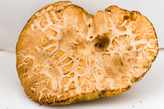 Boletus subcaerulescens