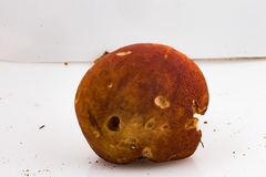 Boletus subcaerulescens