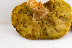 Boletus subcaerulescens