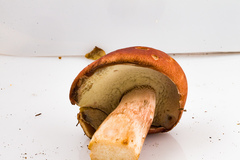 Boletus subcaerulescens