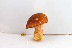 Boletus subcaerulescens