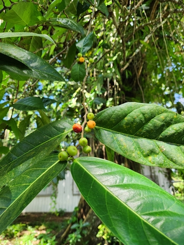 Ficus tinctoria observed 2023-05-26