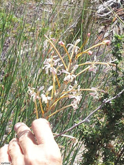 Tritoniopsis nervosa