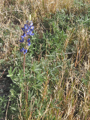 Lupinus havardii