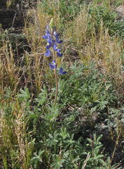 Lupinus havardii