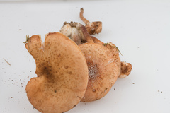 Desarmillaria caespitosa image