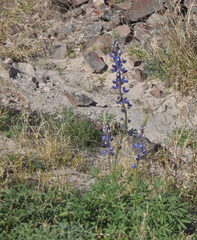 Lupinus havardii