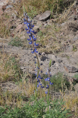 Lupinus havardii