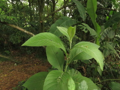 Eirmocephala brachiata