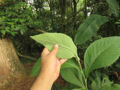 Eirmocephala brachiata