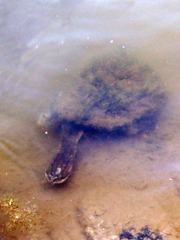 Hydromedusa tectifera