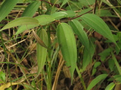 Miconia minutiflora