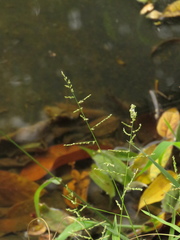 Steinchisma laxum