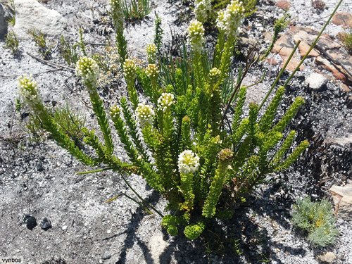 Microdon parviflorus (Microdon parviflorus)