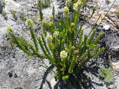 Microdon parviflorus