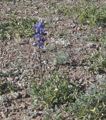 Lupinus havardii