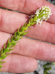 Microdon parviflorus