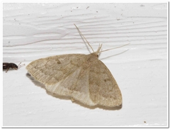 Chytolita morbidalis