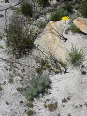 Ursinia macropoda