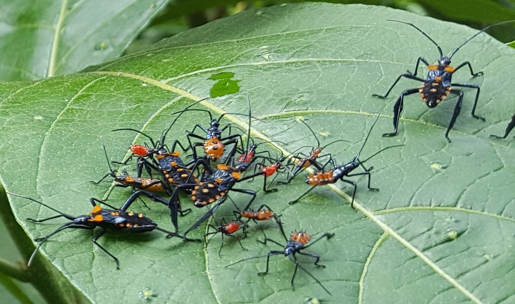 Citron Bug