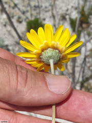 Ursinia macropoda