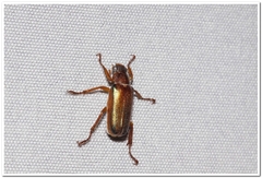 Dichelonyx subvittata