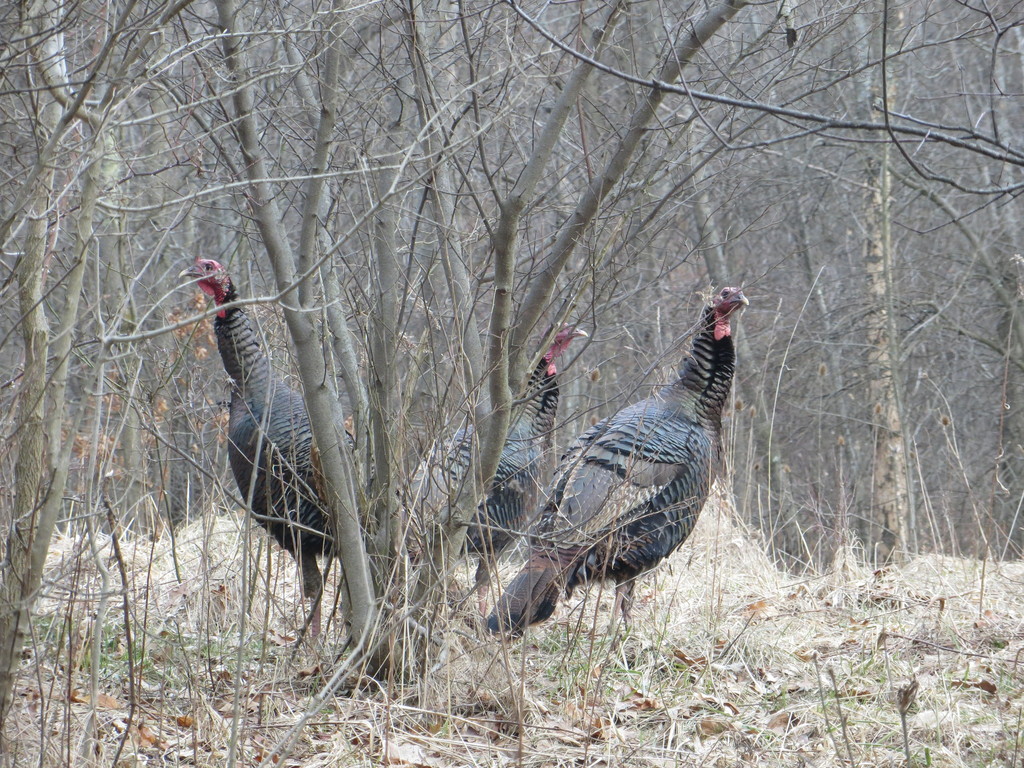 Maryland Biodiversity Project - Wild Turkey (Meleagris gallopavo)