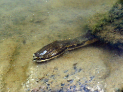 Hydromedusa tectifera