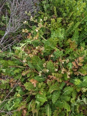 Potentilla californica, photograph Trevor Van Loon, CC BY, iNaturalist via GBIF