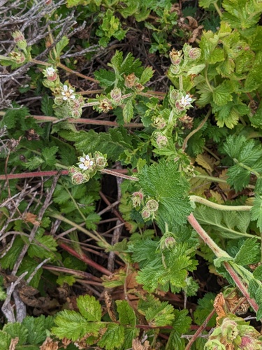 Potentilla californica, photograph 1