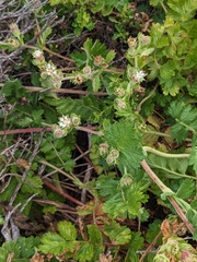Potentilla californica, photograph Trevor Van Loon, CC BY, iNaturalist via GBIF