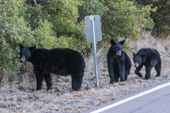 Ursus americanus eremicus