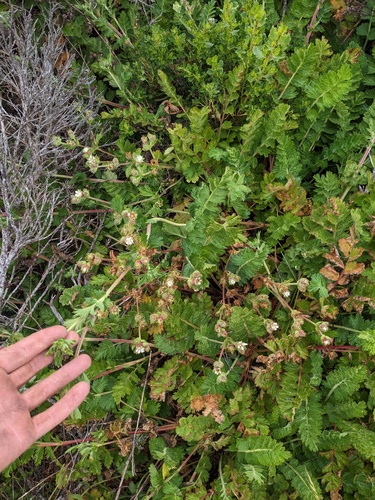 Potentilla californica, photograph 3